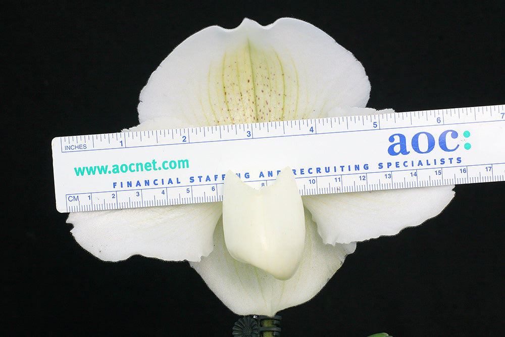 Paphiopedilum White Dominion ‘Princess’