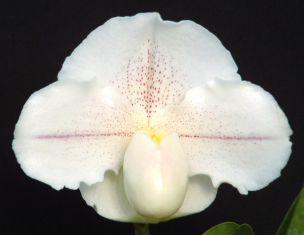 Paphiopedilum White Eclipse ‘Magic’