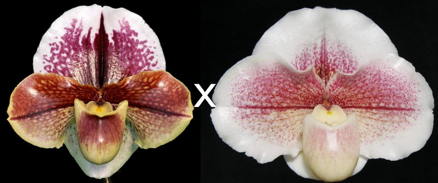 Paphiopedilum Redezelle 'Treasure' AM/AOS x Winter Star 'Perfection' AM/AOS
