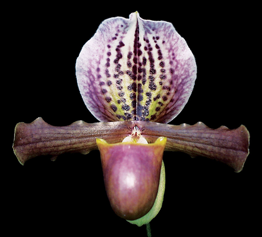 Paphiopedilum Doll’s Kobold ‘Mighty Munchkin’