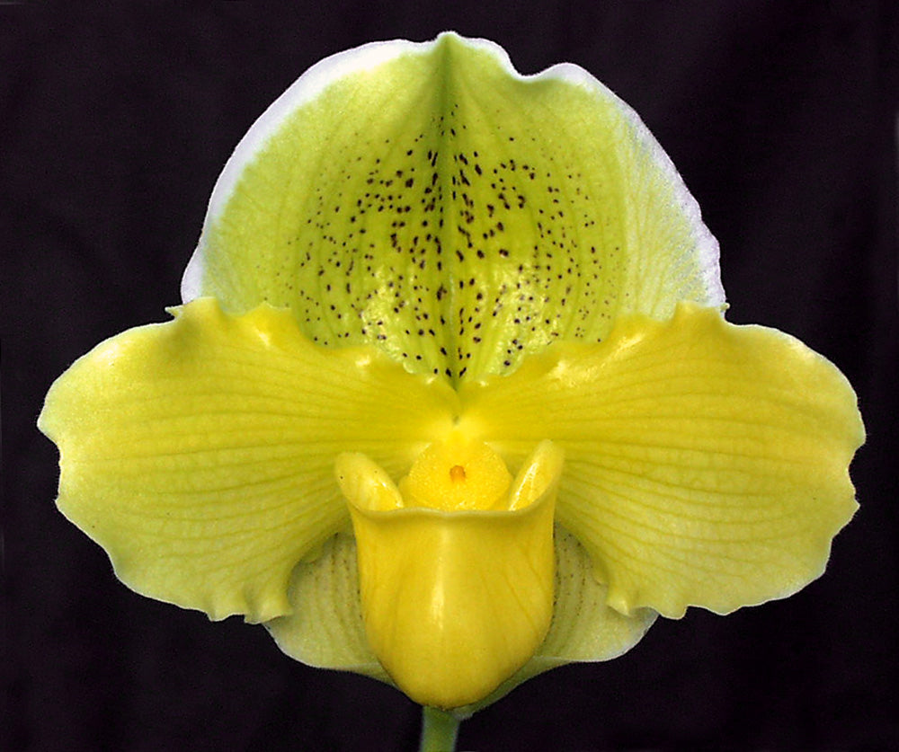 Paphiopedilum Via Virgenes ‘Moon Dust’ HCC/AOS
