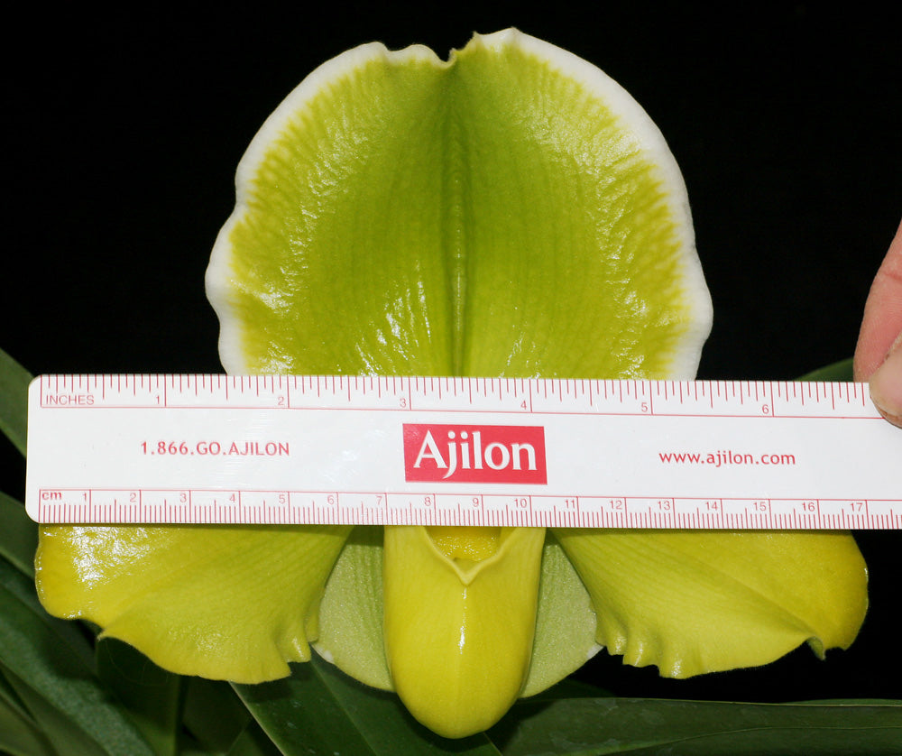 Paphiopedilum Greenvale ‘Dorothy Martin’ FCC/AOS, CCM/AOS