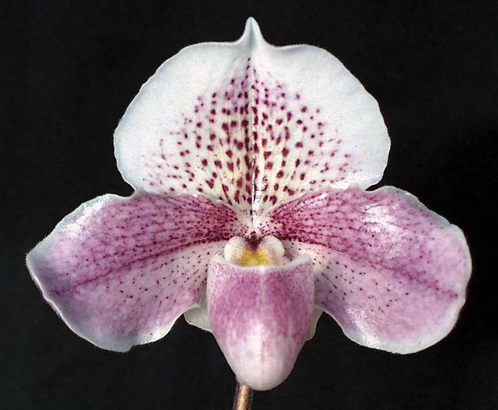 Paphiopedilum Luminary ‘Pink Frost’ AM/AOS