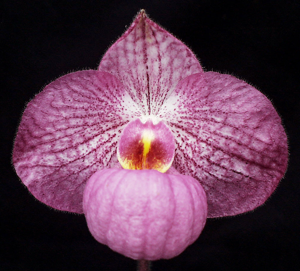 Paphiopedilum Magic Lantern