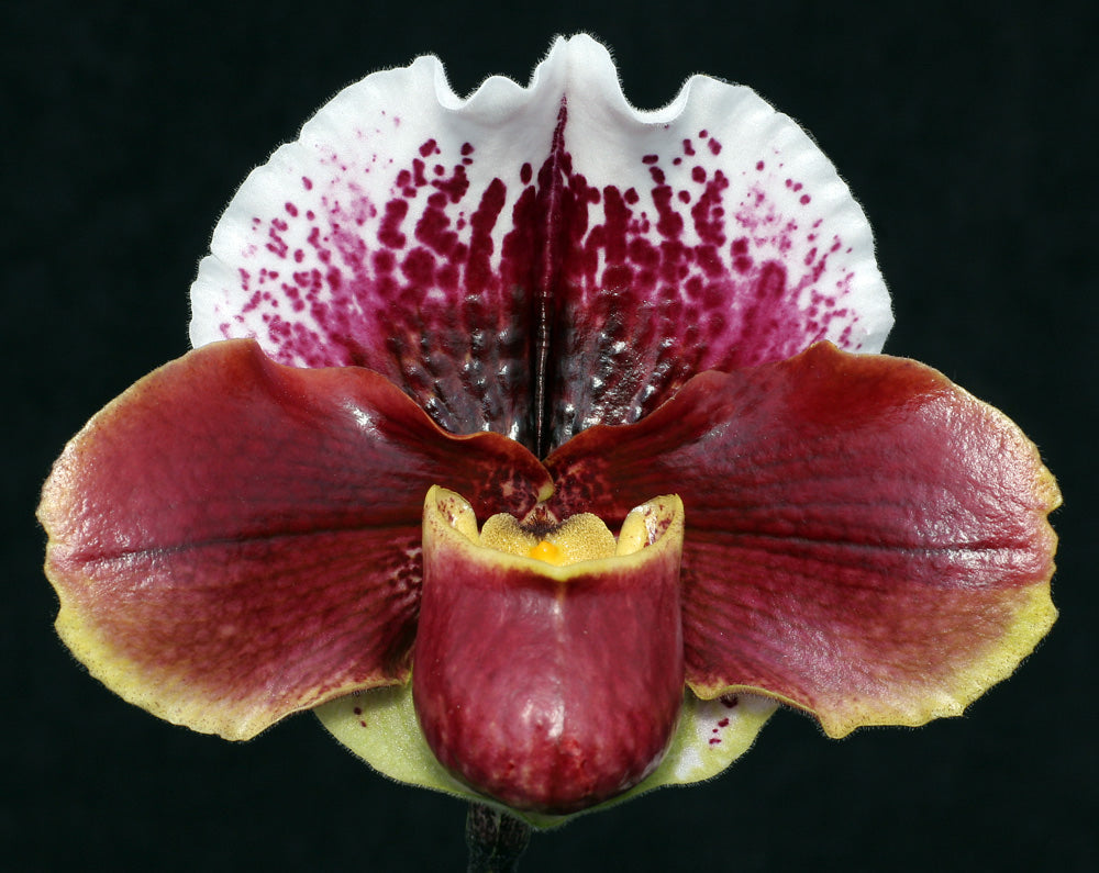 Paphiopedilum Cupid's Arrow