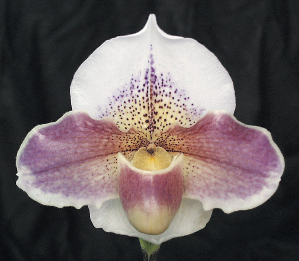 Paphiopedilum Rosy Prospect ‘Woodbrook’ HCC/AOS