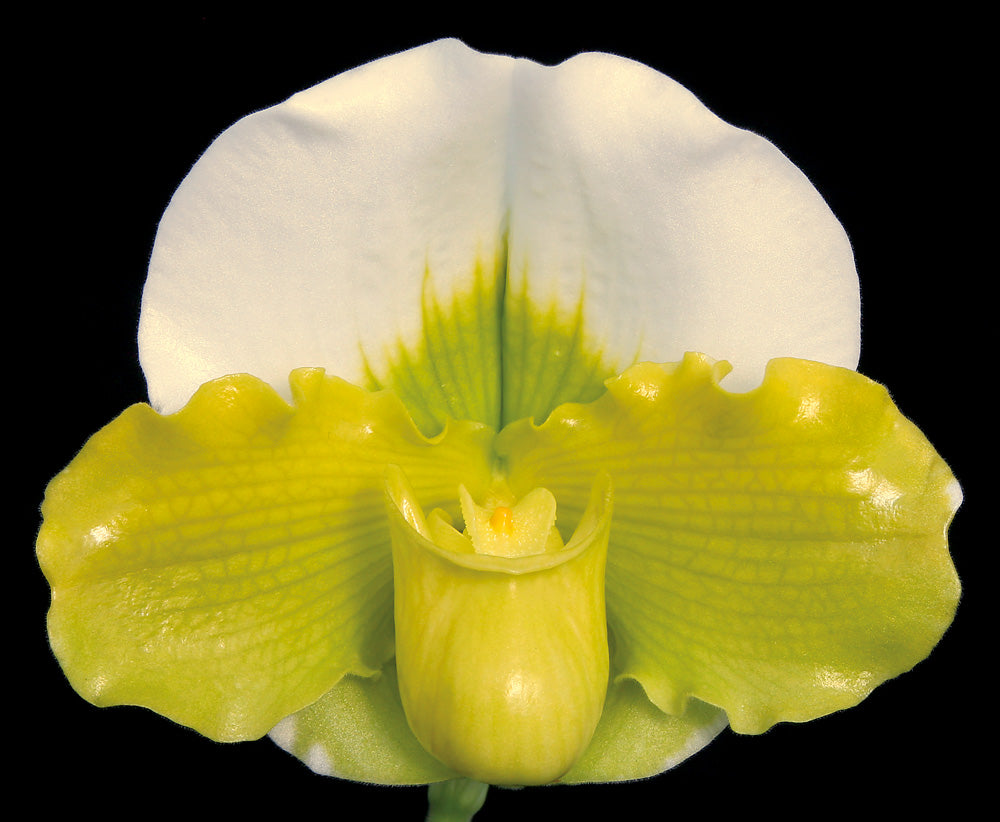 Paphiopedilum Green Mirror