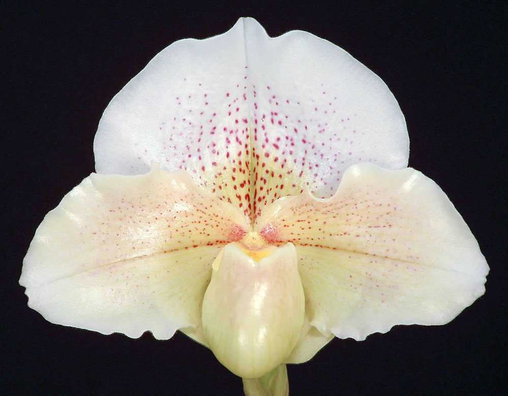 Paphiopedilum Via Muchos Ninos 'Full Moon' HCC/AOS x White Saint 'Great Caesar's Ghost'