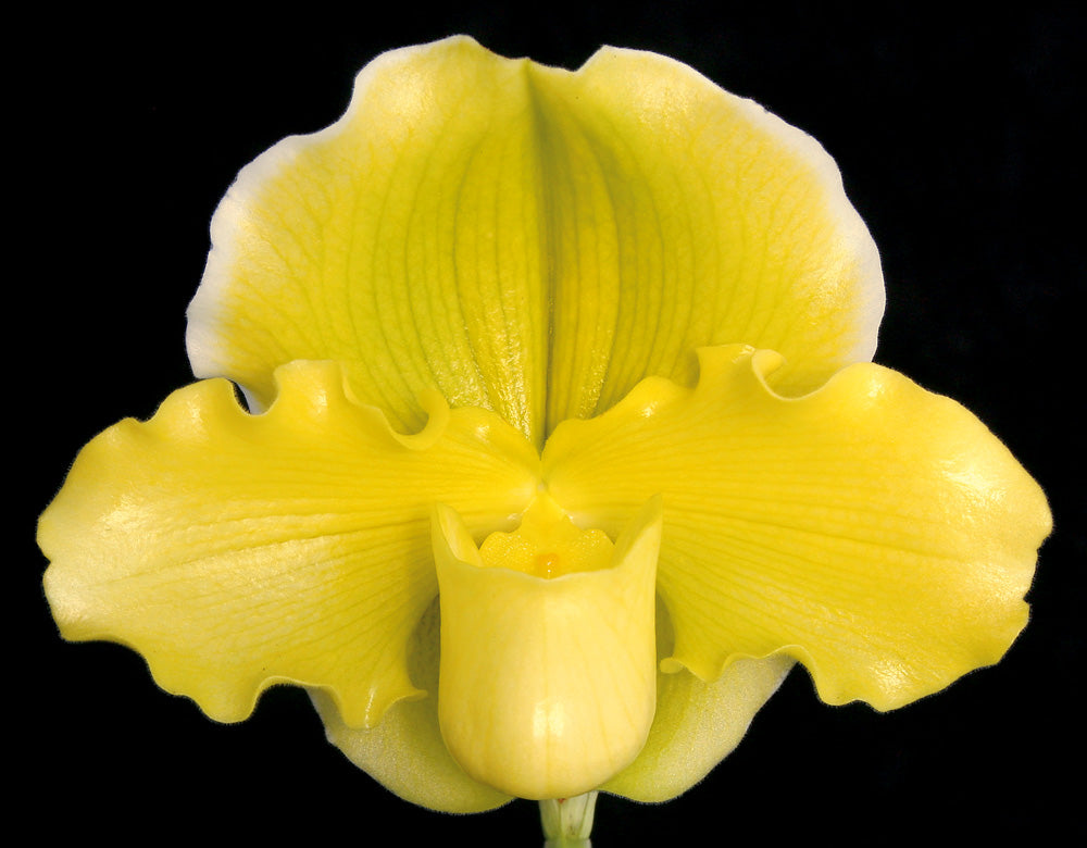 Paphiopedilum Elfin Moon ‘Gold Lace’ HCC/AOS