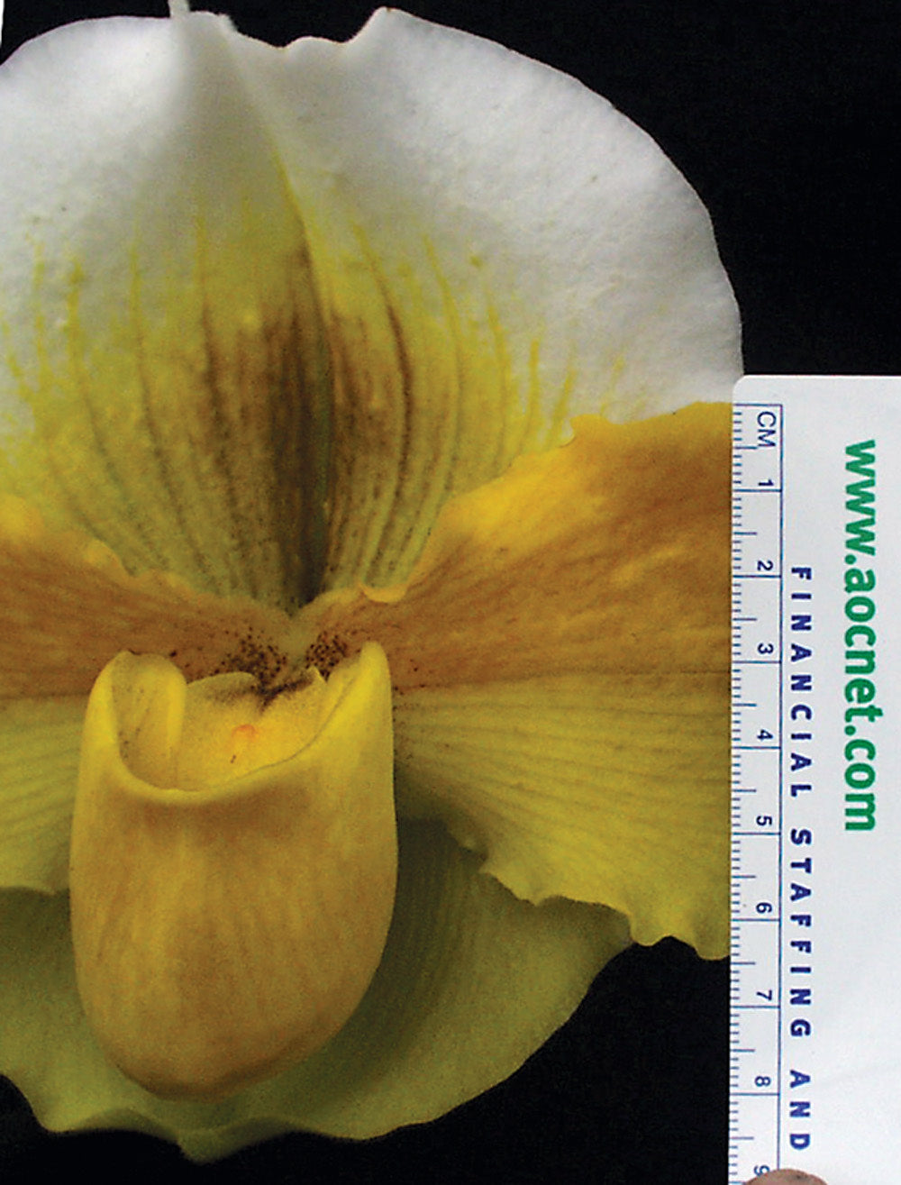 Paphiopedilum Alchemy ‘Titanic’