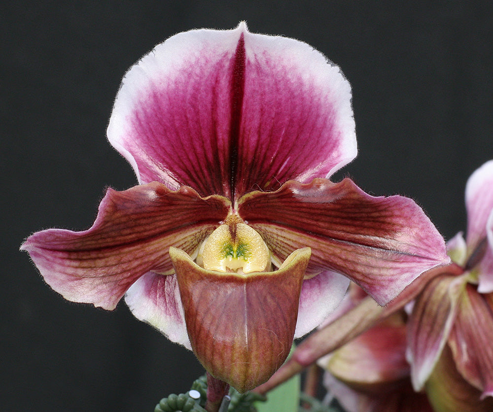 Paphiopedilum Via Luna Este 'China Doll' AM x Farrieanum 'Marriott'