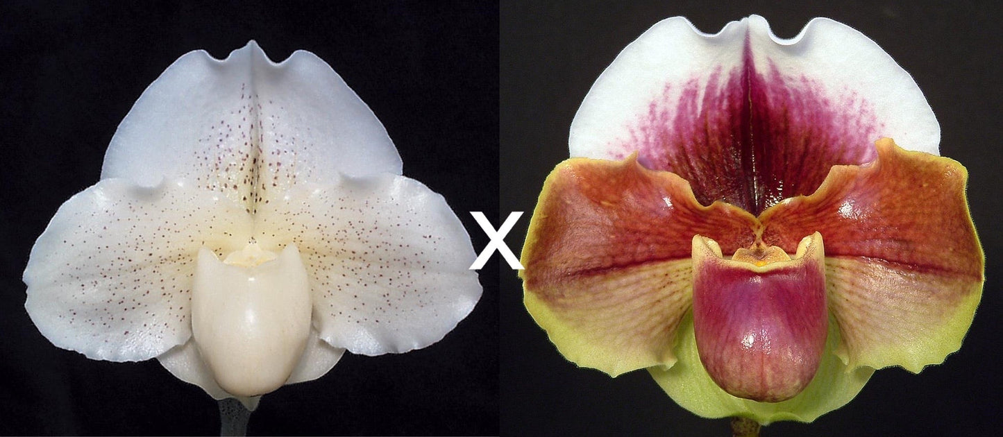 Paphiopedilum White Queen 'Enchanted Moon' HCC/AOS x Red Dominion 'Majesty'