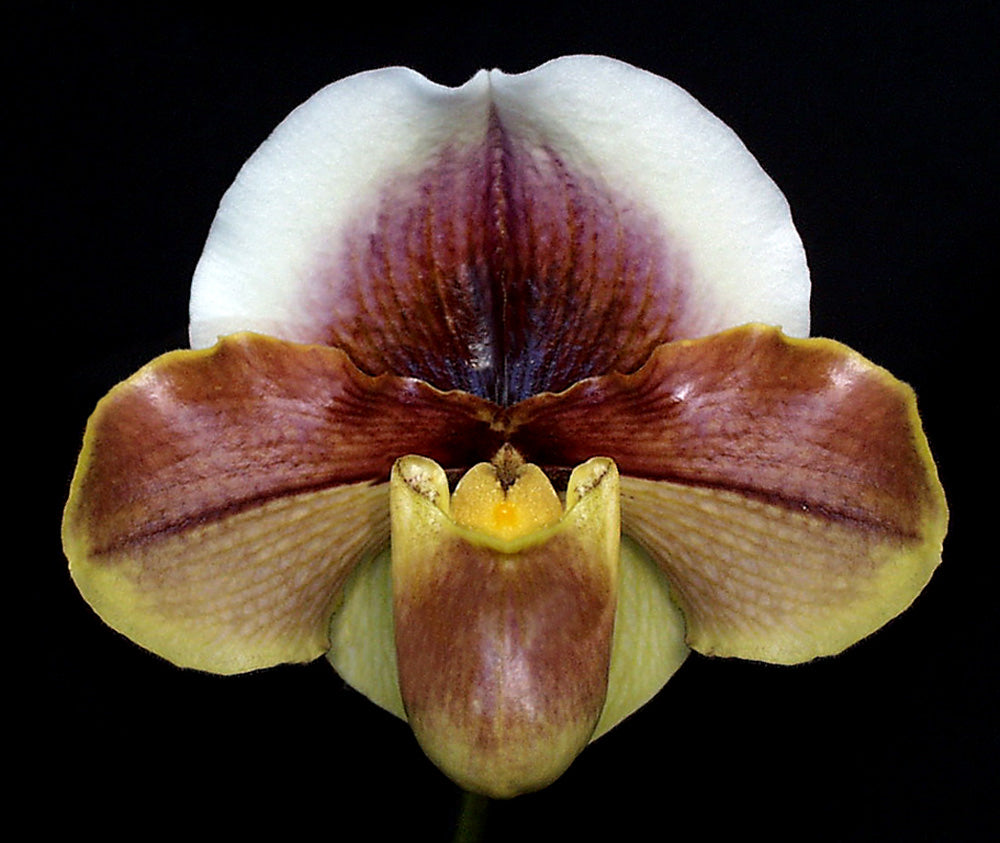 Paphiopedilum Peachie 'Via Anacapa' BM/CSA