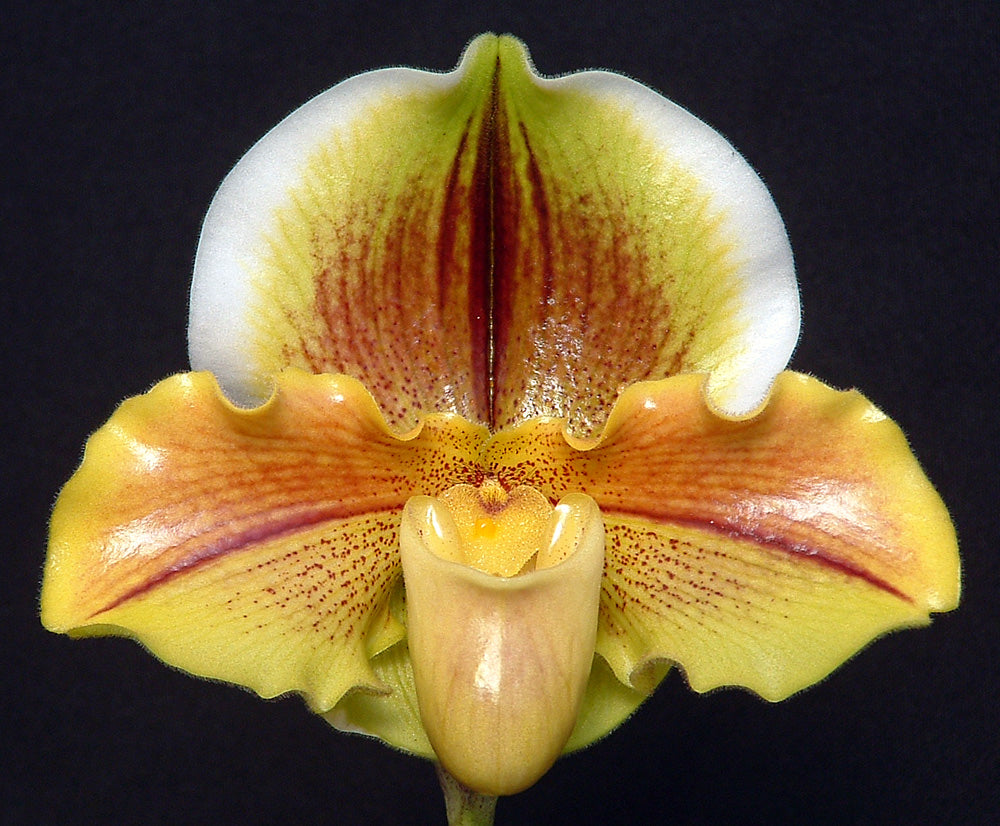 Paphiopedilum Golden Sun 'Warrior'