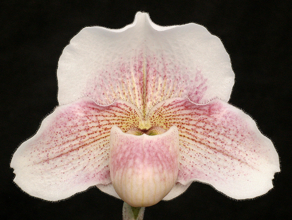 Paphiopedilum Dusky Maiden ‘Muriel’ BM/CSA