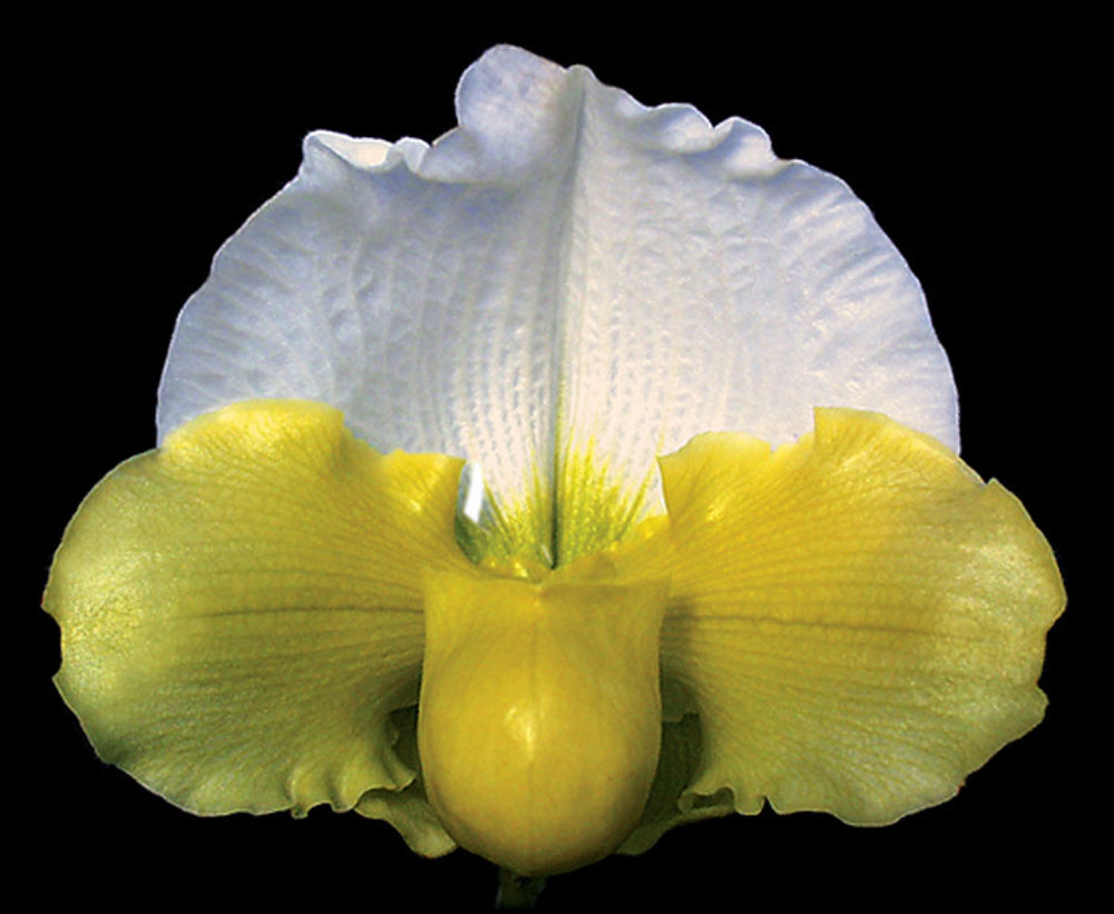 Paphiopedilum Elfstone ‘Marriott Supreme’