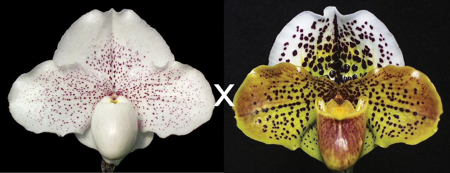 Paphiopedilum Great Expectations 'Shimmerdust' AM/AOS x Acclamation 'Confetti' HCC