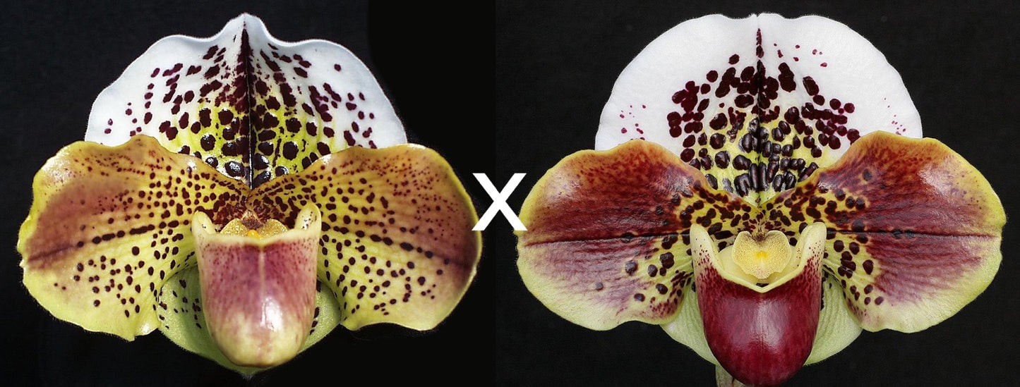 Paphiopedilum Space Confetti