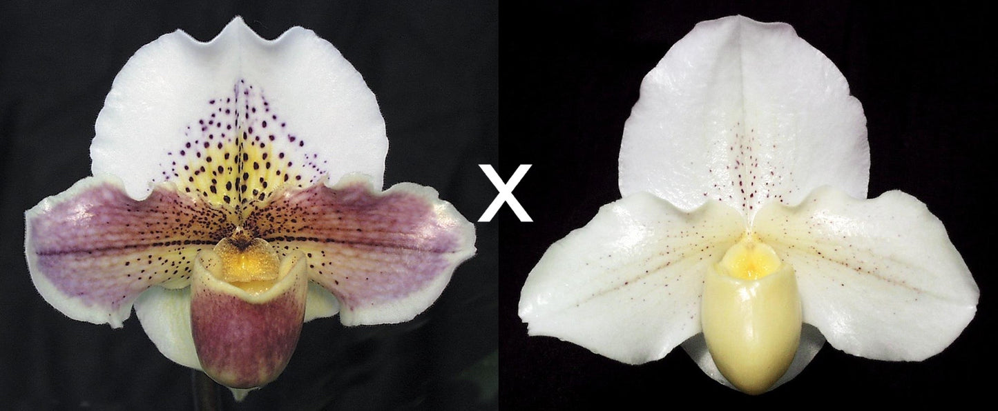 Paphiopedilum Via Ojai 'S' x Bella Snow 'GM'
