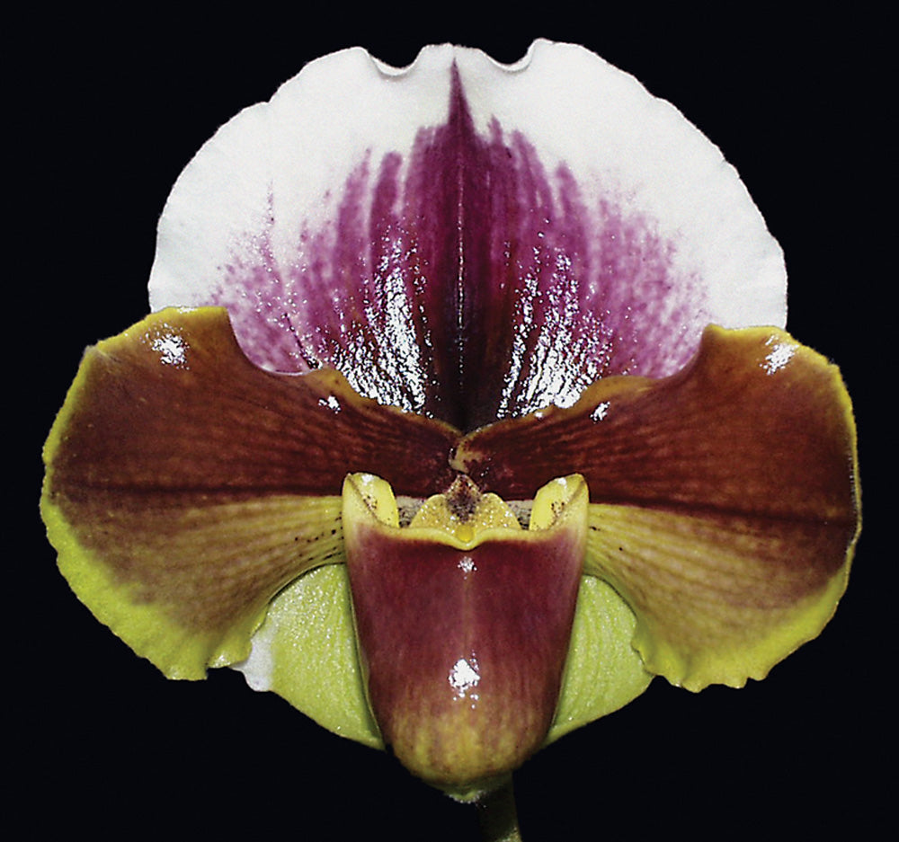 Paphiopedilum Sylvan Vale ‘Sparsholt’ BM/CSA