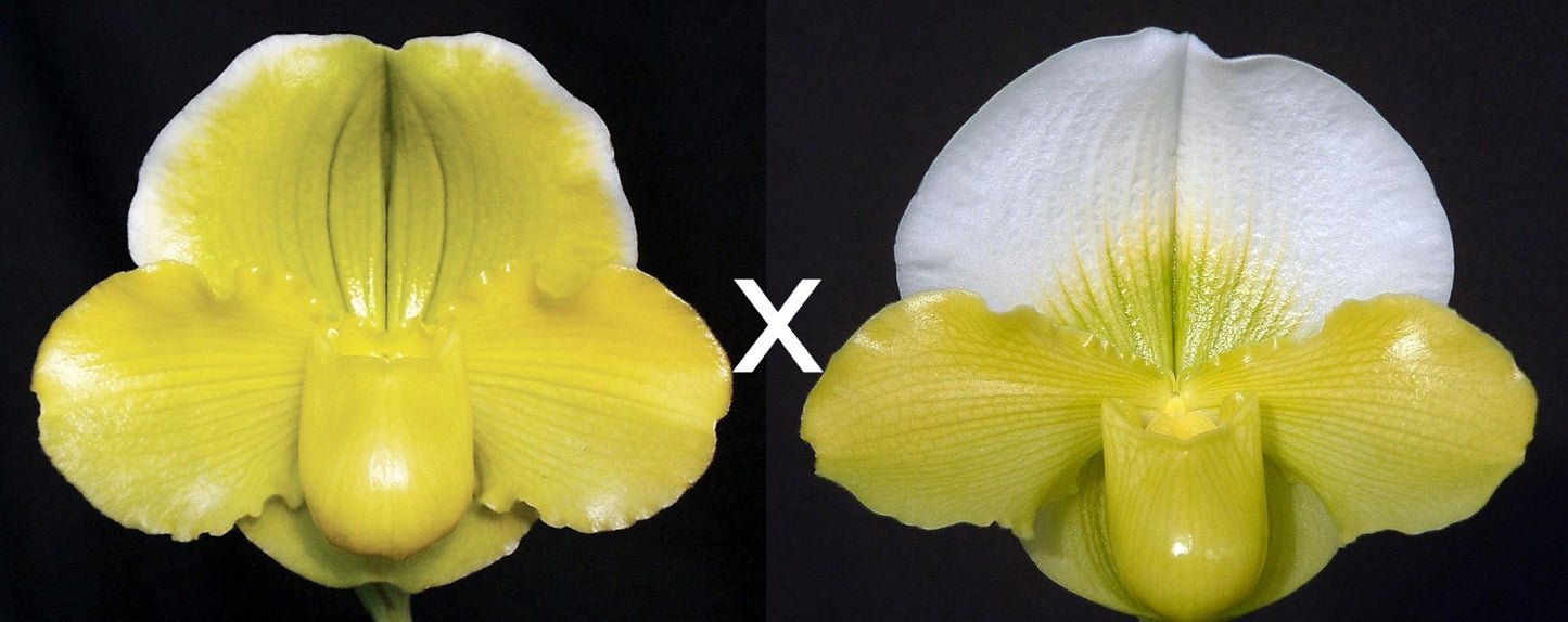 Paphiopedilum Pacific Shamrock 'Carolina Sunshine' x Pit River Rise 'Sky Dome' AM/AOS