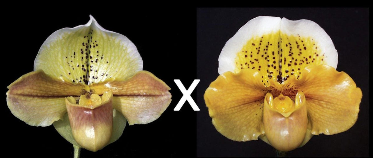 Paphiopedilum Ogalala 'Grand Daddy' x Garnet Honey 'Golden Treasure'