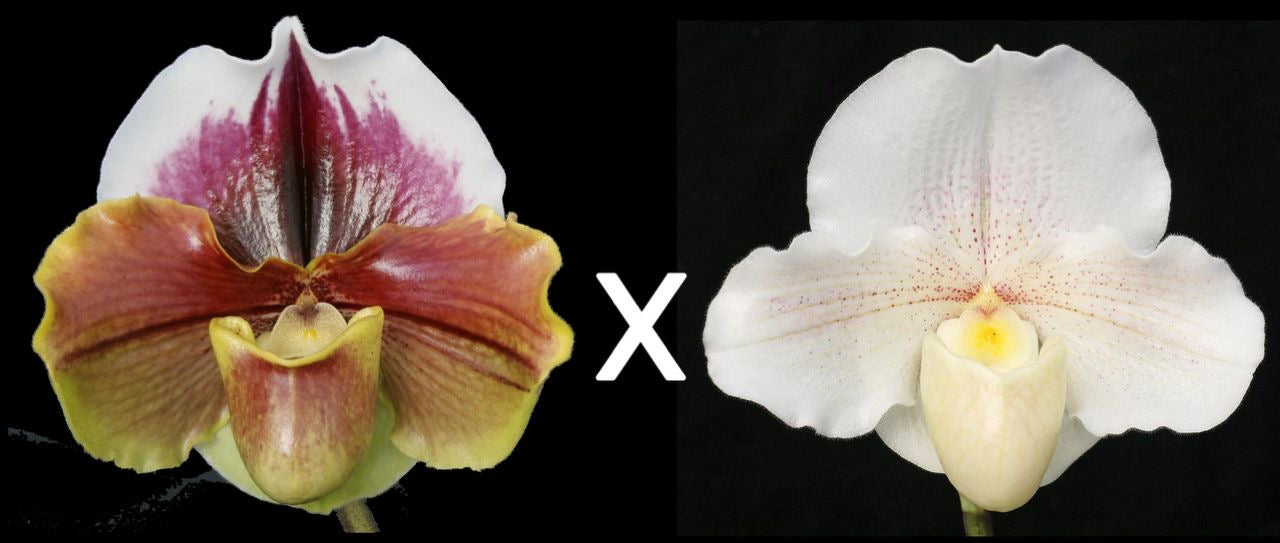 Paphiopedilum King Frank 'Papa Aroha' x Lunacy 'Autumn Light'