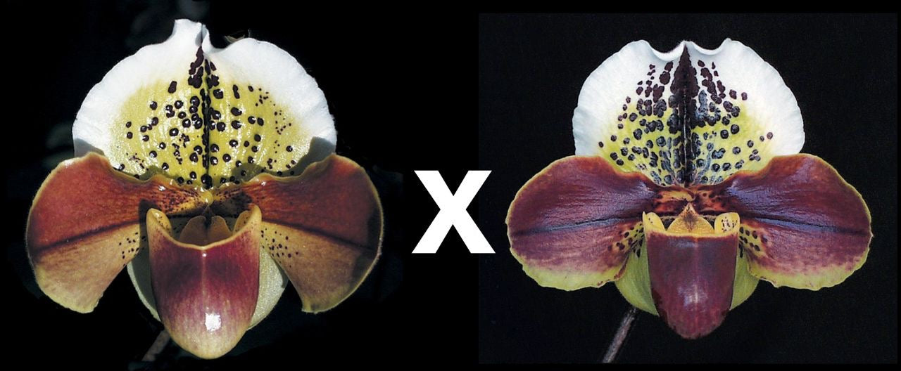 Paphiopedilum World Warrior