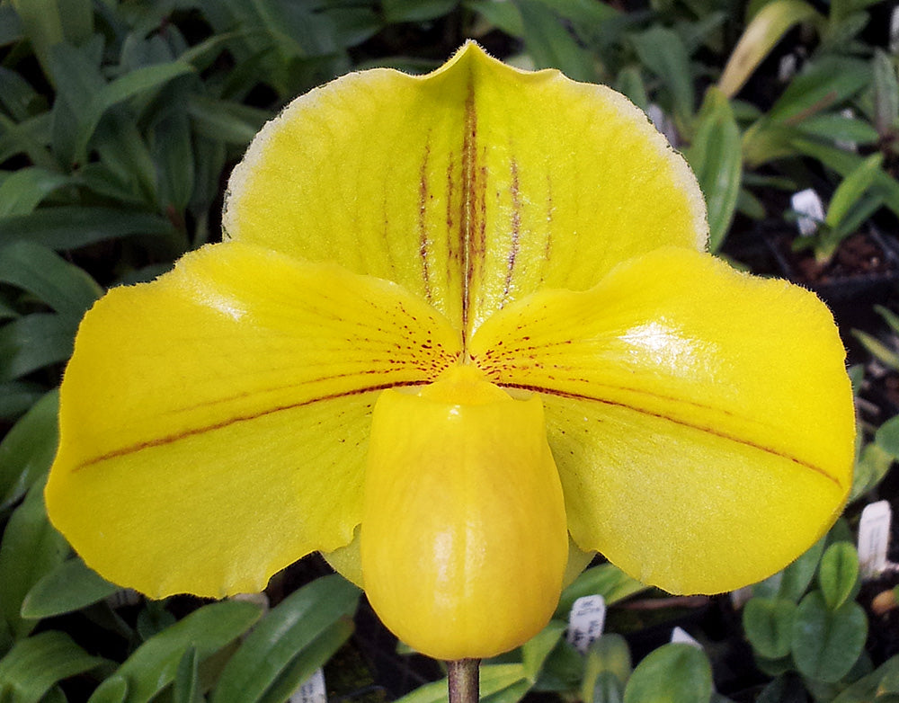 Paphiopedilum Sun God ‘Golden Tower’ AM/AOS