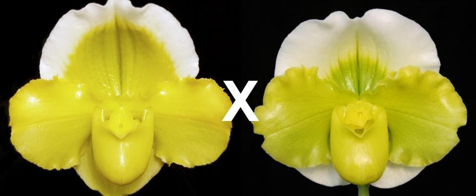 Paphiopedilum Alchemy 'Titanic' x Sorcerer's Stone 'Enchanted Orb'