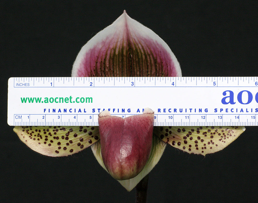 Paphiopedilum Dark Destiny ‘Oh My’ FCC/AOS