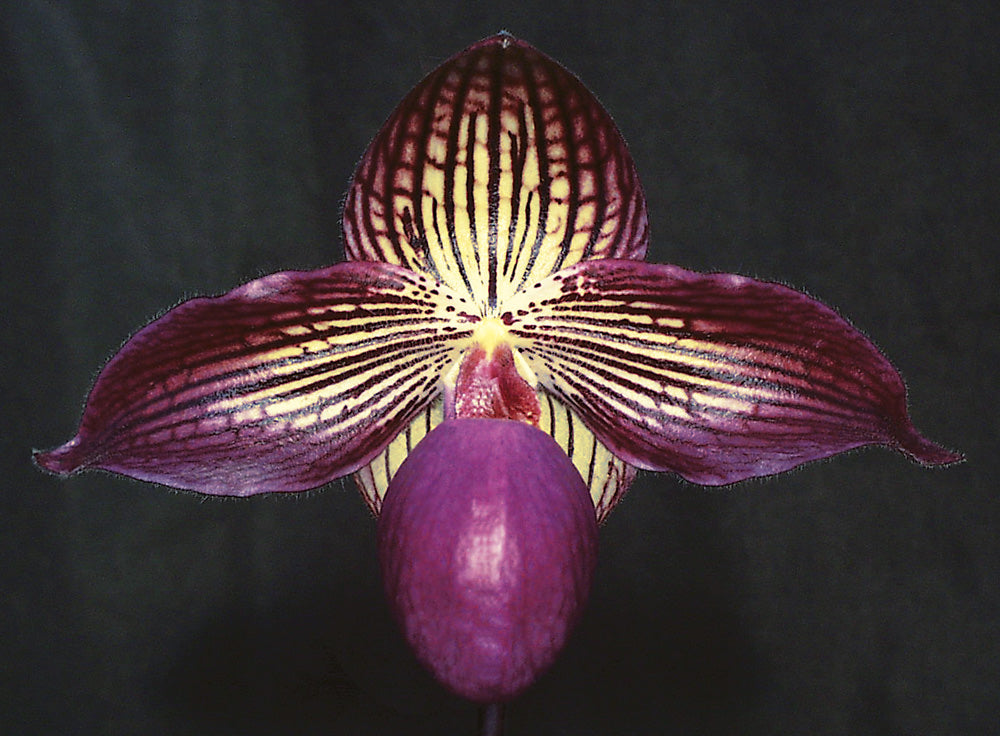Paphiopedilum Gloria Naugle