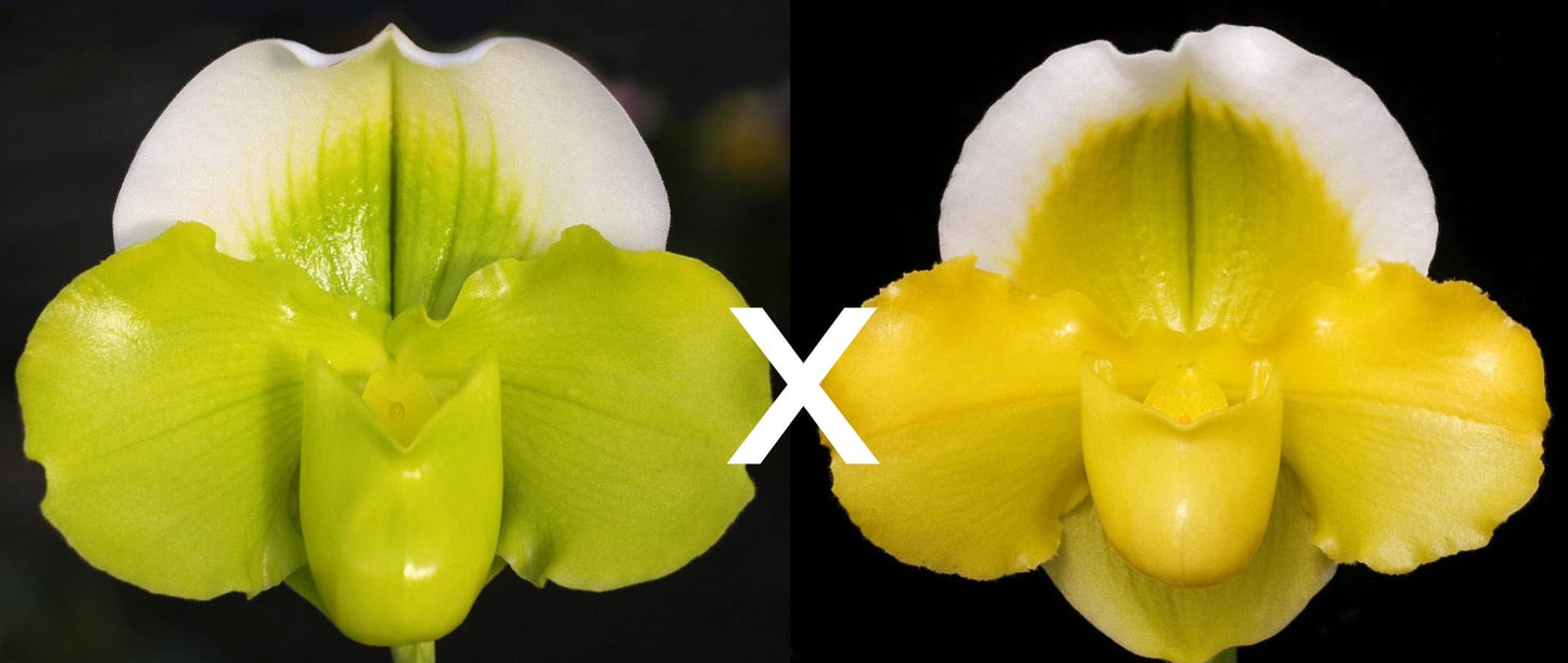 Paphiopedilum Austin Cash 'Green Globe' AM/AOS x Alex Szabo 'Pure Gold' AM/AOS