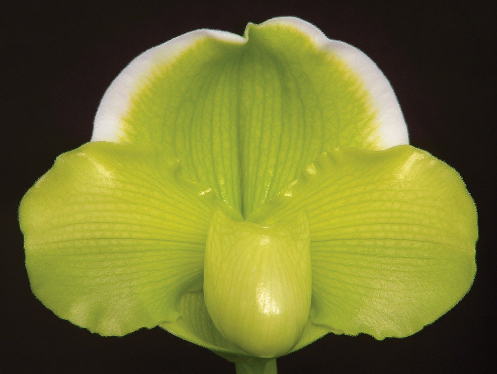 Paph. Honey Plume ‘Halo’ AM/AOS x Gege Hughes ‘Harvest Moon’ AM/AOS