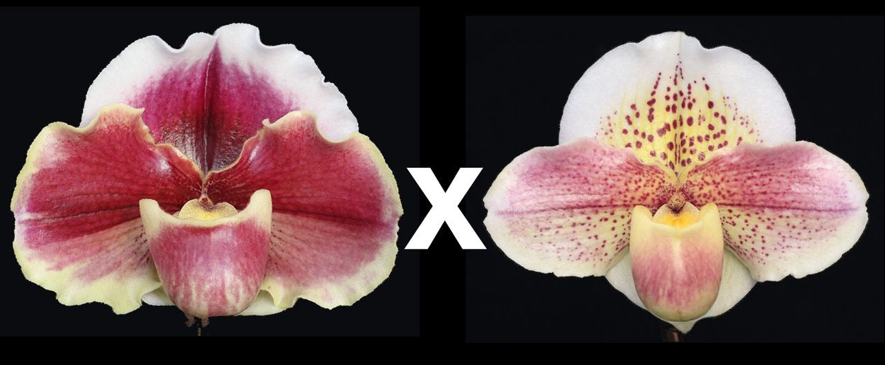 Paphiopedilum Obsession ‘Mulberry Moon’ x Pink Queen ‘Supreme’