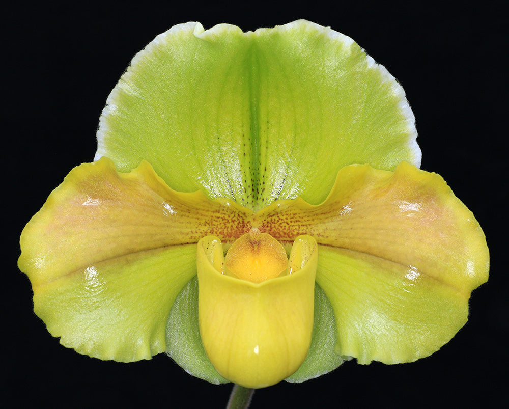 Paphiopedilum Elfin Wonder ‘Magnum’