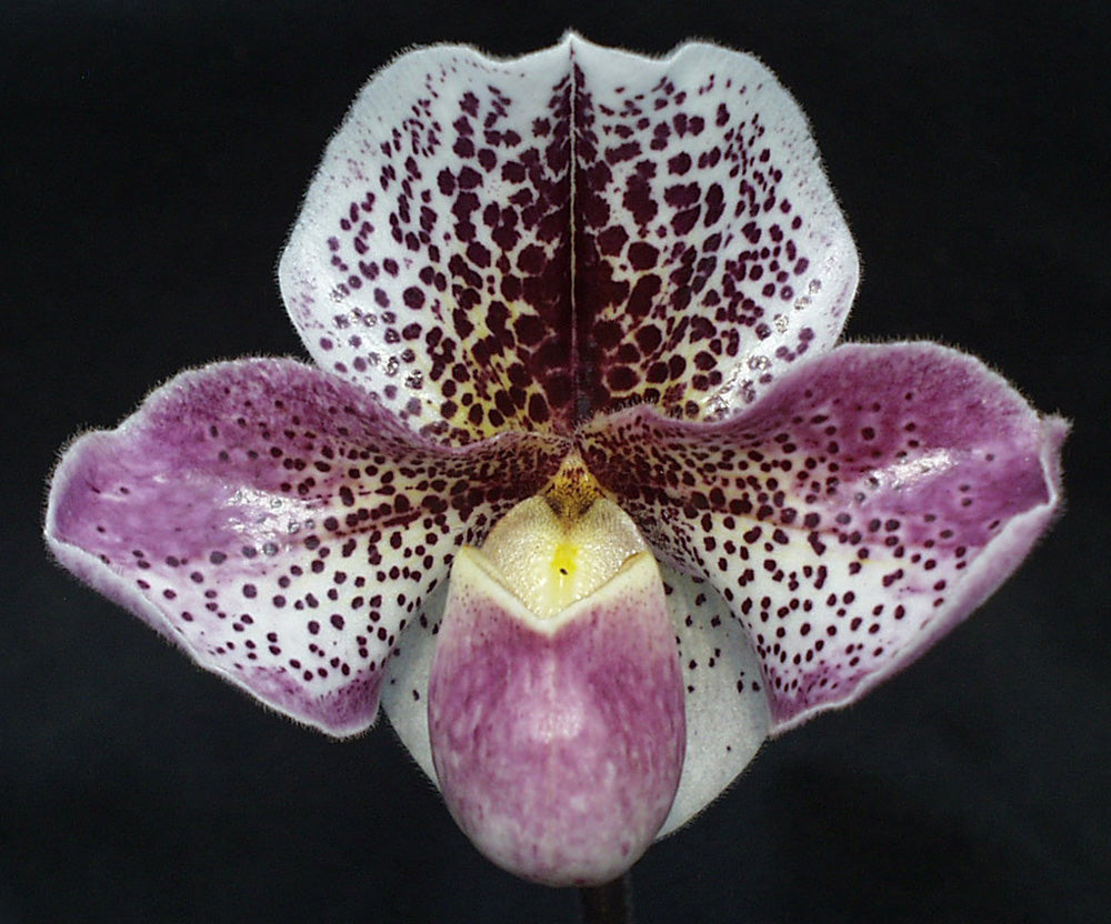 Paphiopedilum Lady Clunas ‘Beta’ AM/AOS