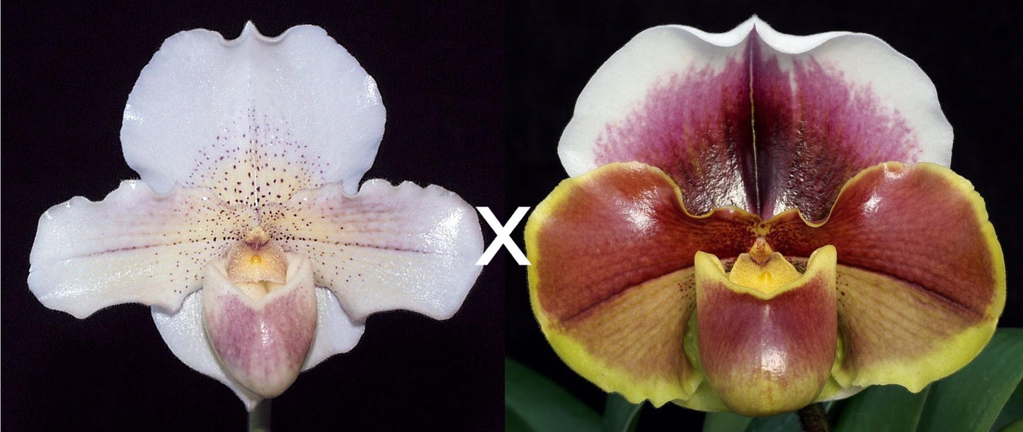 Paphiopedilum Pink Joy