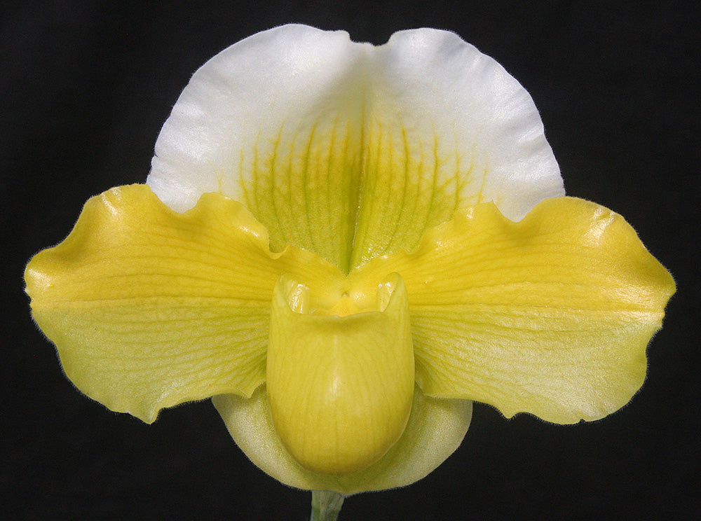 Paphiopedilum Alchemist’s Journey ‘Sun God’ AM/AOS