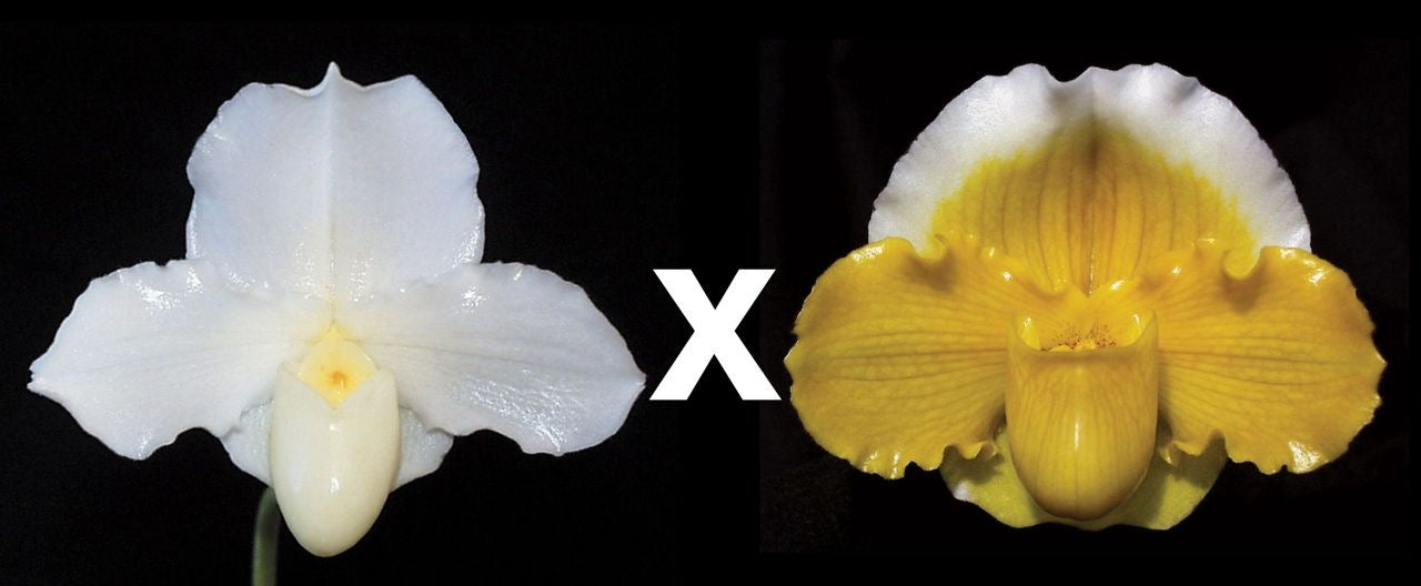 Paphiopedilum Whitemoor ‘Ashlands’ AM/AOS x Gege Hughes ‘Harvest Moon’ AM/AOS