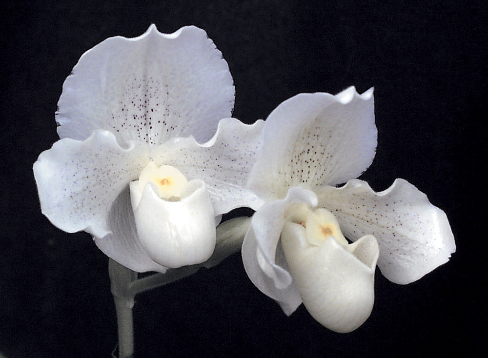 Paphiopedilum Salty ‘Val’ HCC/AOS, CCM/AOS