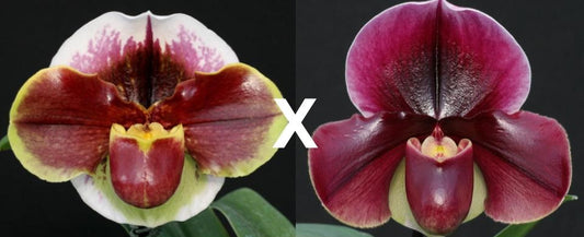 Paphiopedilum (Far Horizon x Hama Chilwin) 'Red Rage' x Flash Point 'Rotunda'