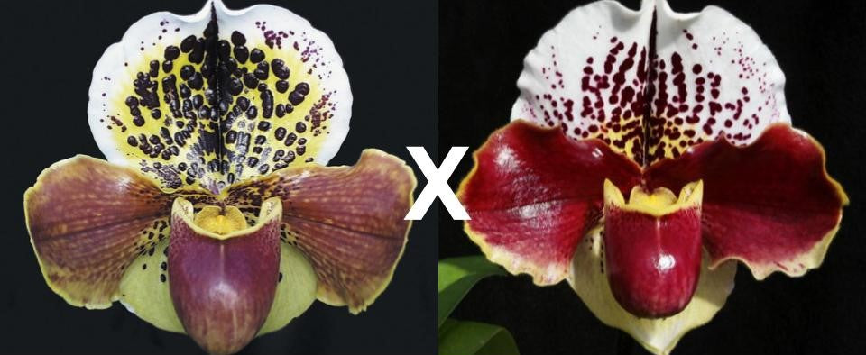 Paphiopedilum Femme Fatale