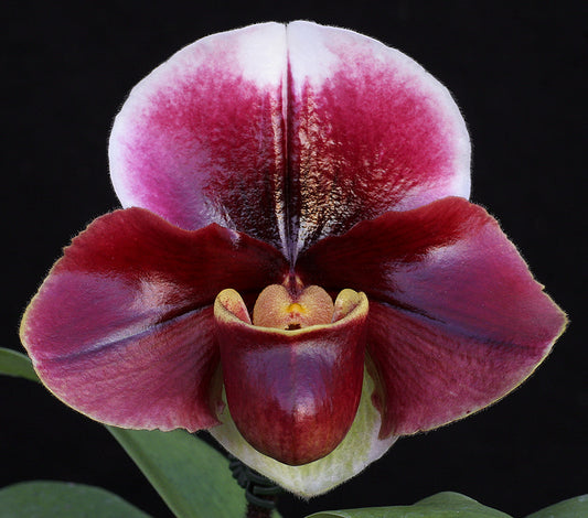 Paphiopedilum Flash Point 'Rotunda' x Cupid's Arrow 'Braveheart'