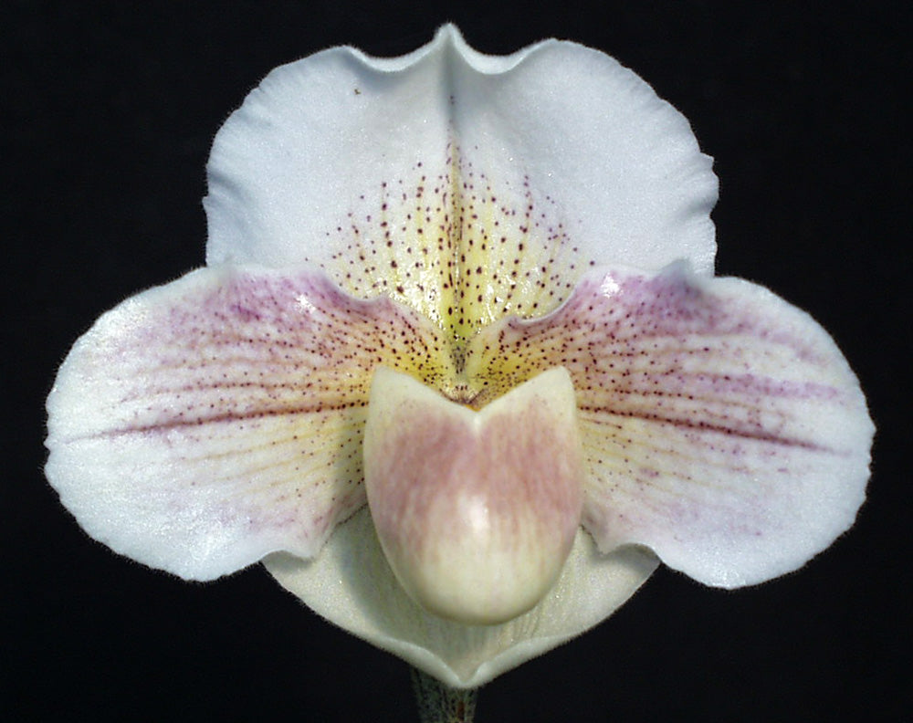 Paphiopedilum Freckles 'Pink Dove' AM/AOS