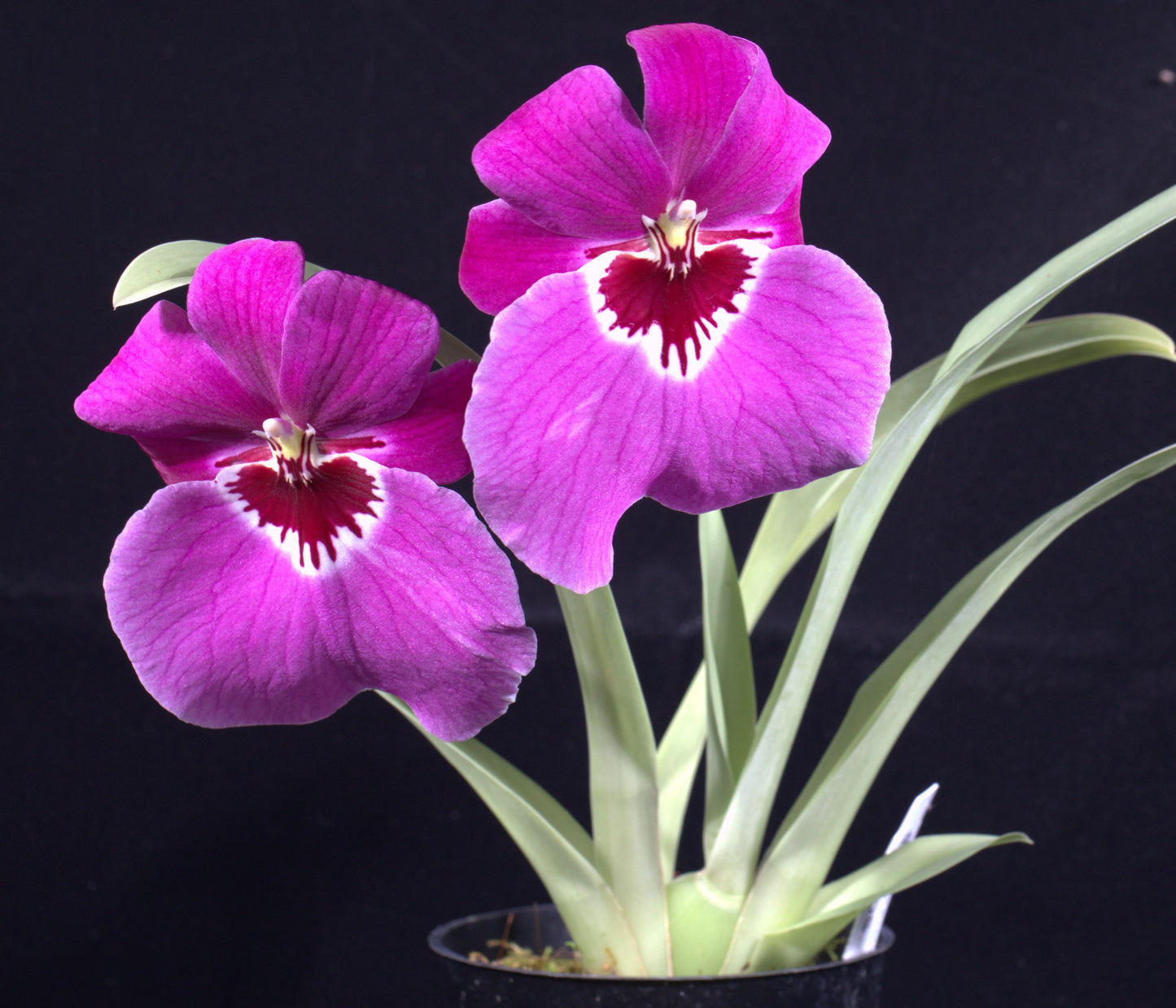 Miltoniopsis Trick Question