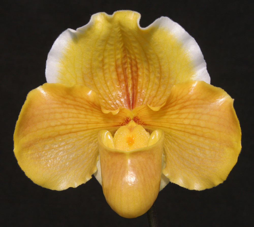 Paphiopedilum Hellas 'Orange Delight'