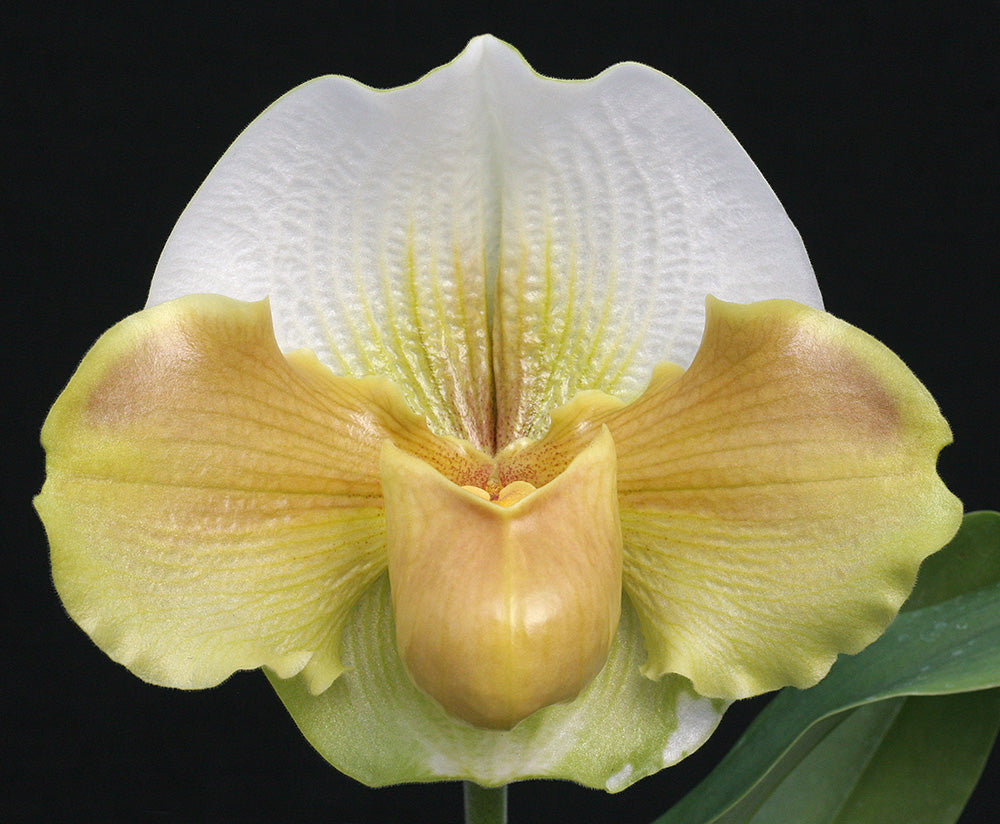 Paphiopedilum Hellyer