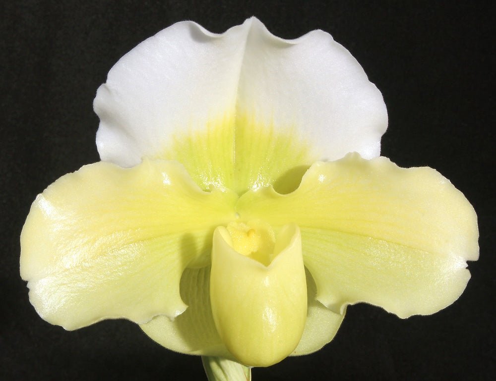 Paphiopedilum Holy Light ‘delight’