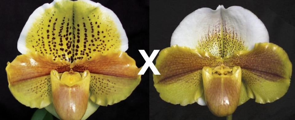 Paphiopedilum Honeycomb Creek 'Butterdish' AM/AOS x Kimura's Present 'Papa Aroha'